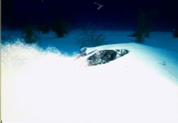 Stingray gives me the eye. Large Southern Stingray let me... by Marylin Batt 